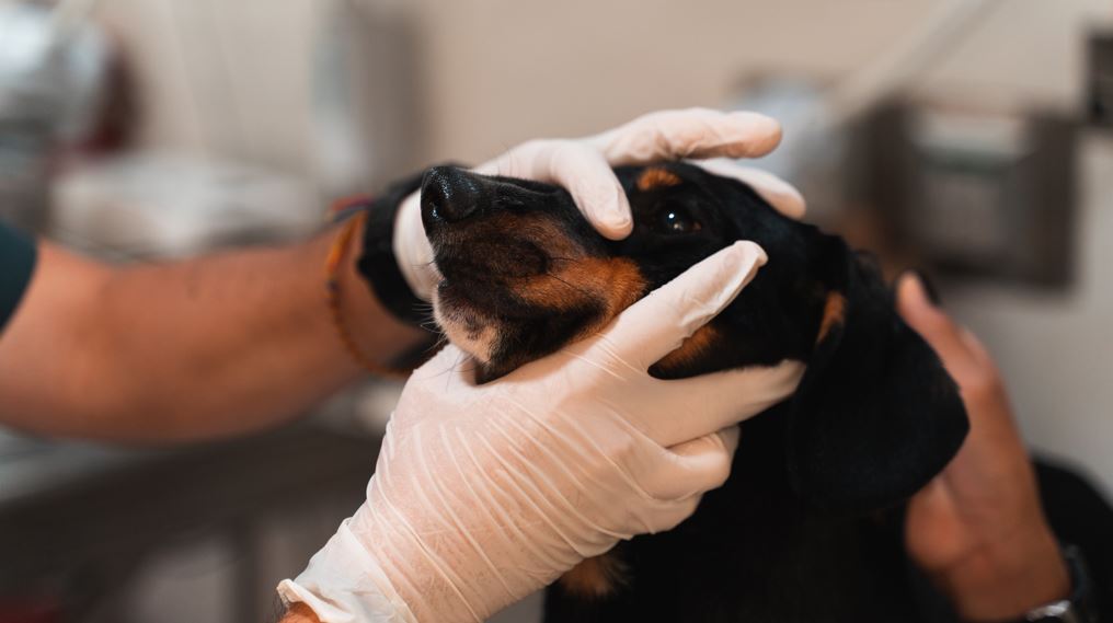 Habrá jornada de vacunación y desparasitación gratuita para mascotas en Envigado