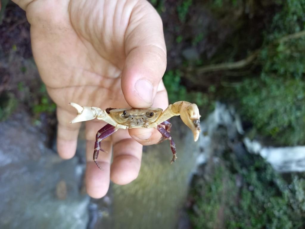 Acuerdo de paz logra descubrir nueva especie