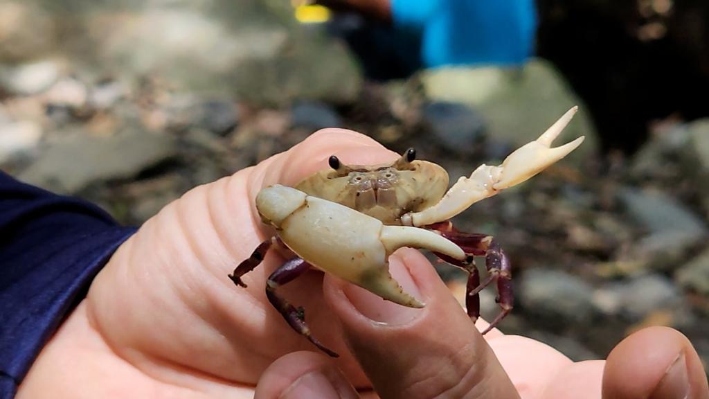 ¡Increíble! El Acuerdo de Paz logró descubrir una nueva especie de cangrejo en Colombia