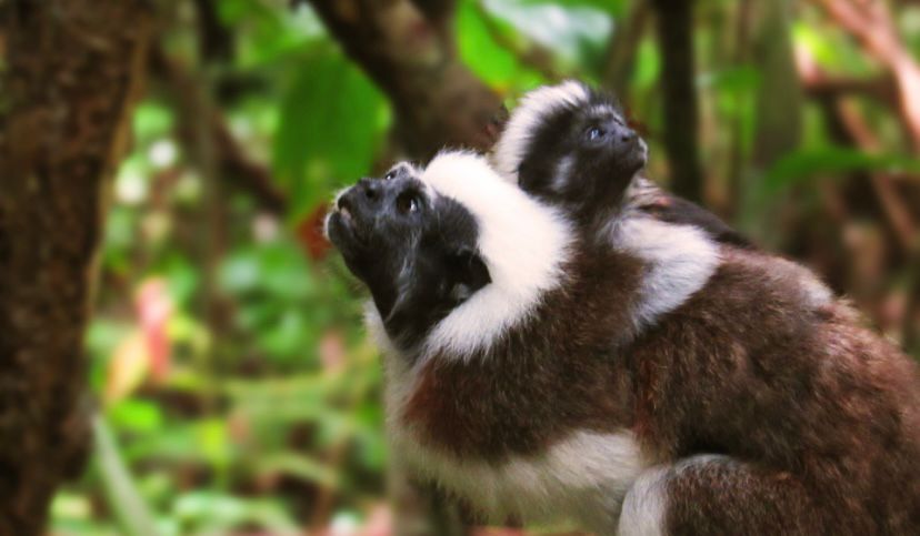 Titís Cabeciblanco vuelven a su hábitat