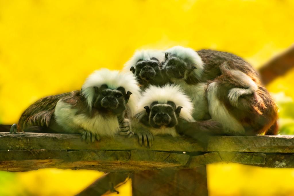 Así pretenden devolver a los Titís Cabeciblanco a su hábitat natural