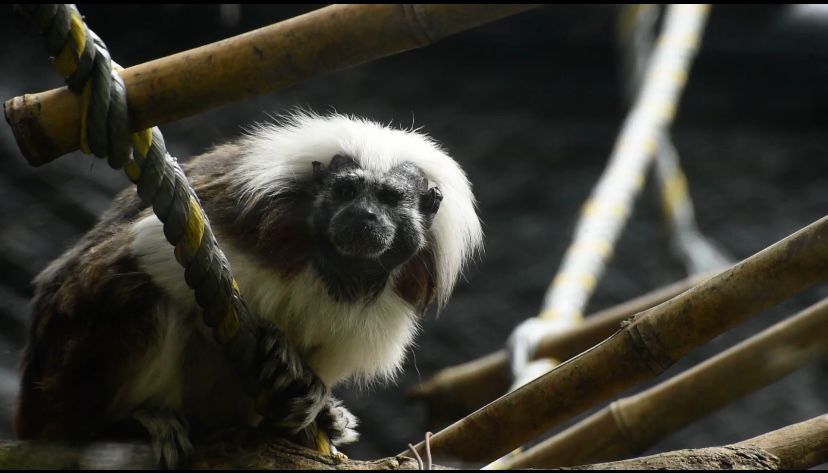 Titís Cabeciblanco vuelven a su hábitat