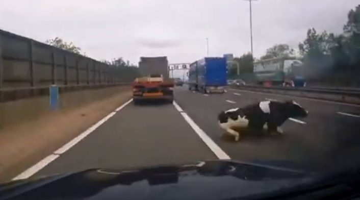 Video: ¡Tremendo susto! En plena carretera una vaca cayó de un vehículo en movimiento