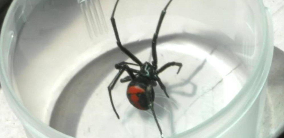 Niño se dejó picar por una araña para adquirir los poderes de su superhéroe favorito