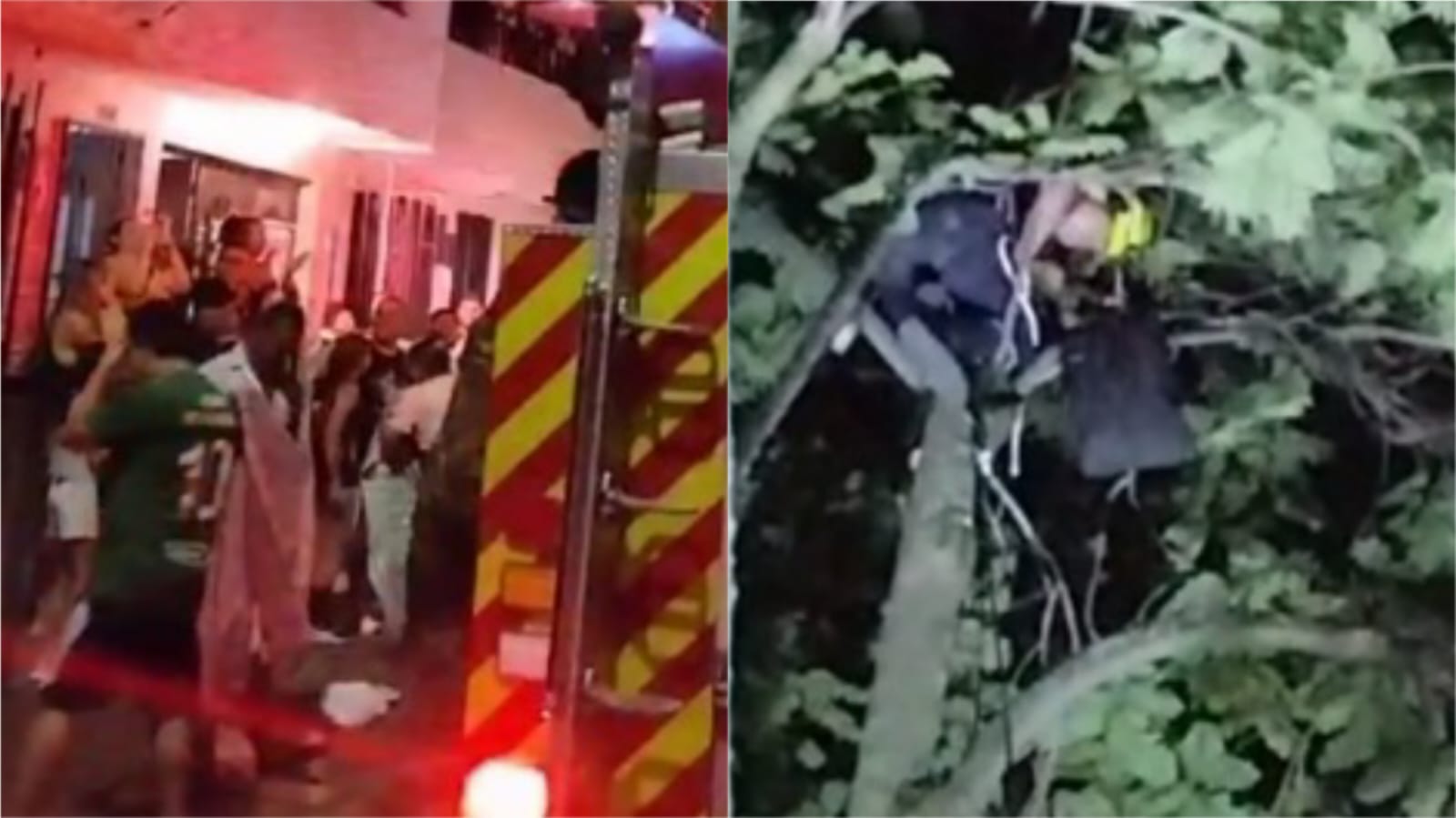 [Video] ¡Héroes! Bomberos salvaron a un gato atrapado en un árbol en Itagüí