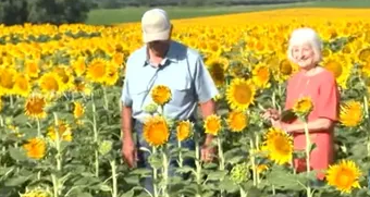 girasoles