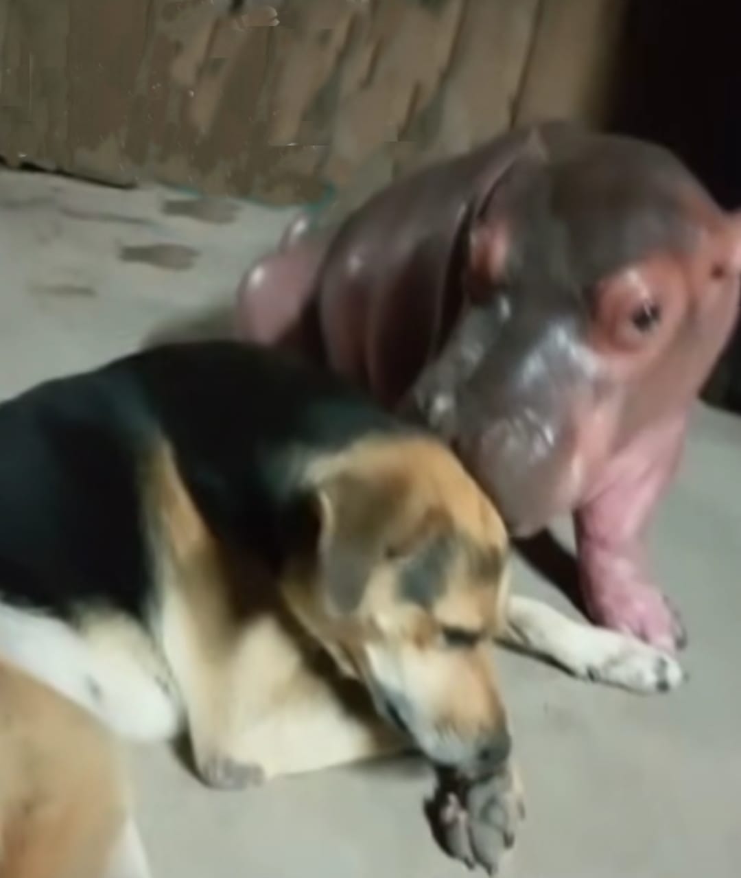[Video] La amistad de un perrito y un hipopótamo bebé enamora a los habitantes de Doradal, Antioquia