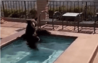 [Video] Ante las fuertes olas de calor, un oso se refresca en la piscina de una casa