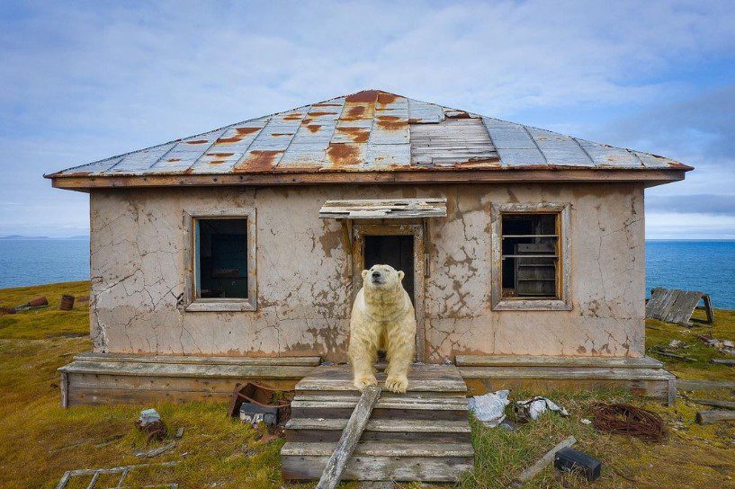 [Fotos] ¿Compraron casa? Así viven estos osos polares