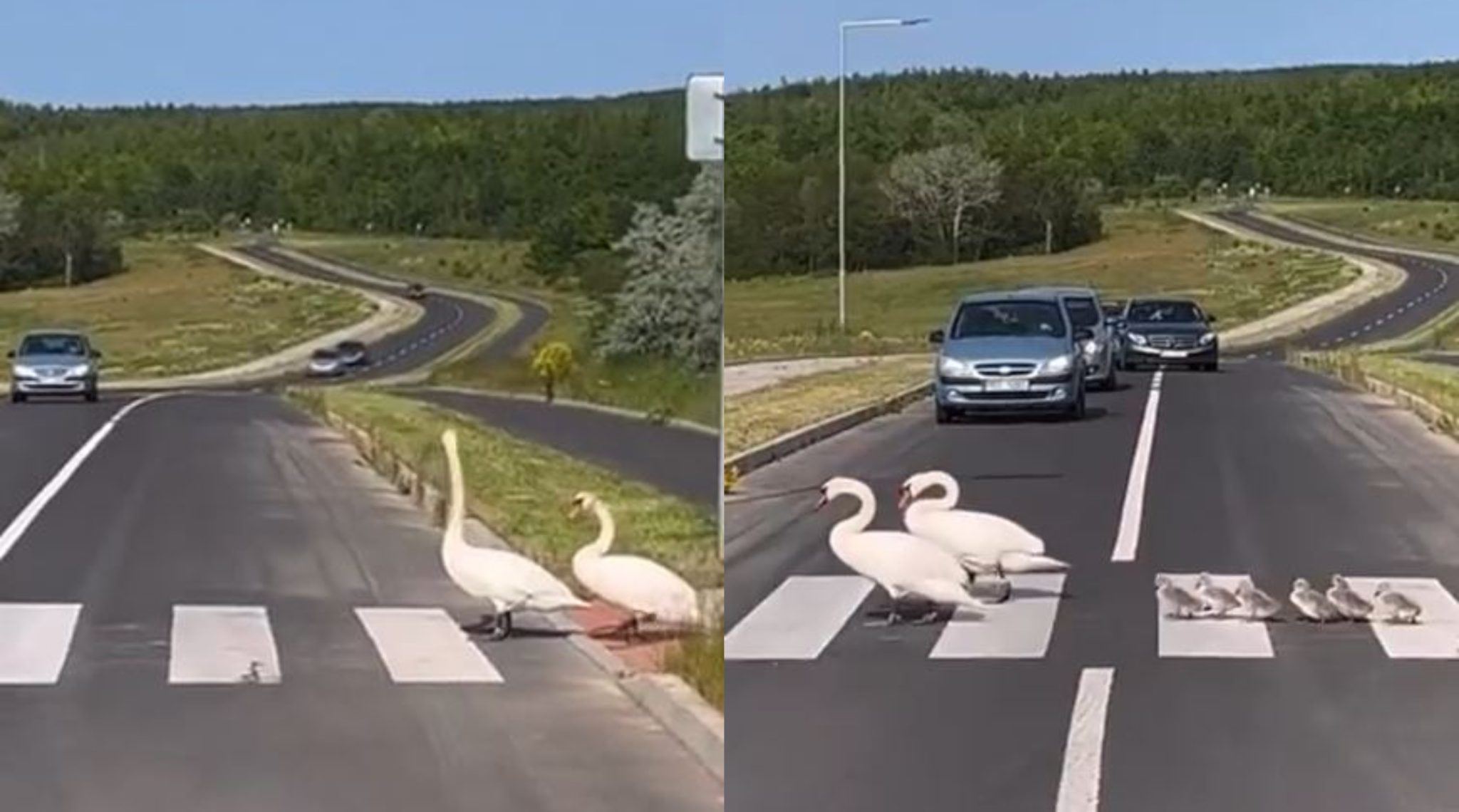 ¡Respeto por la vida! Conductores dejaron pasar a familia de patos en plena autopista