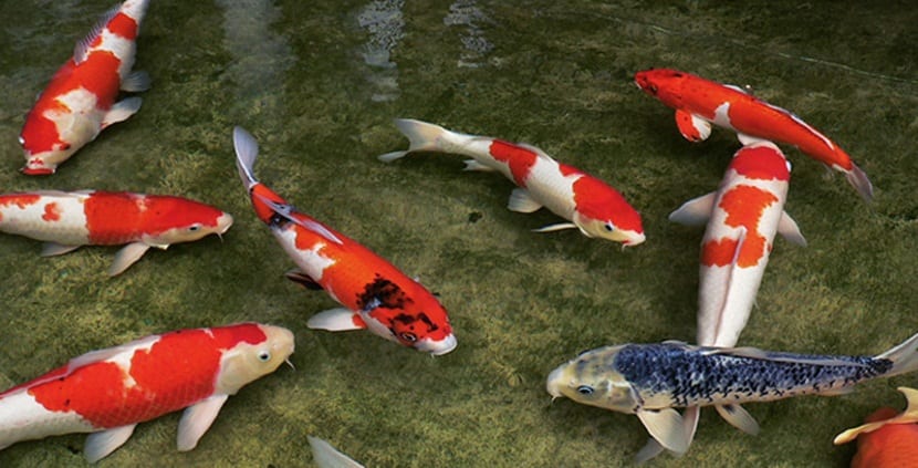 Esta ciudad es tan limpia que los peces nadan en los canales de drenaje