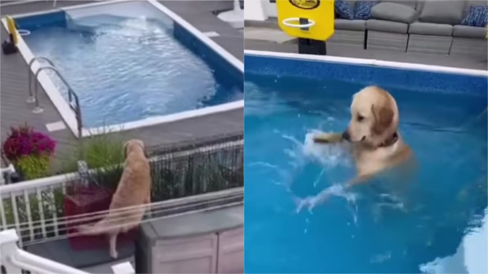 [Video] ¡Qué travieso! Perro escapa para jugar en la piscina de sus vecinos y se resiste a salir