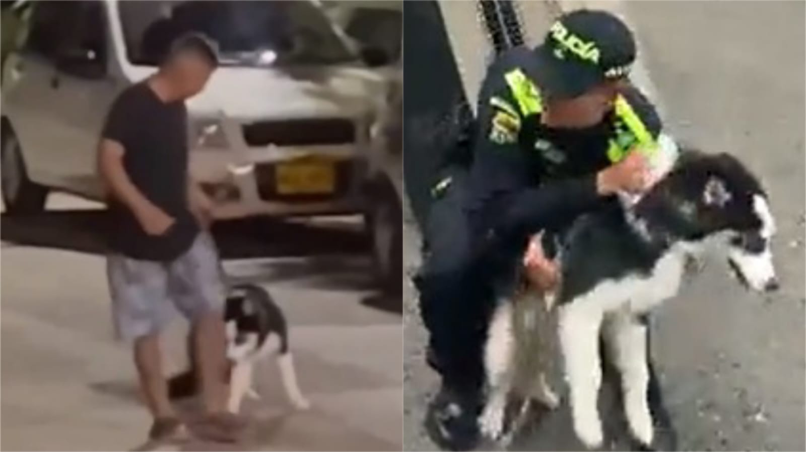 [Video] 'Ares', el perrito golpeado brutalmente por su dueño en Medellín, fue rescatado