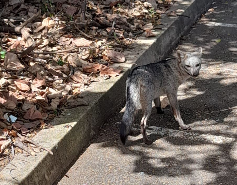 [Video] ¡Increíble! Zorro perro fue avistado en la Universidad de Antioquia