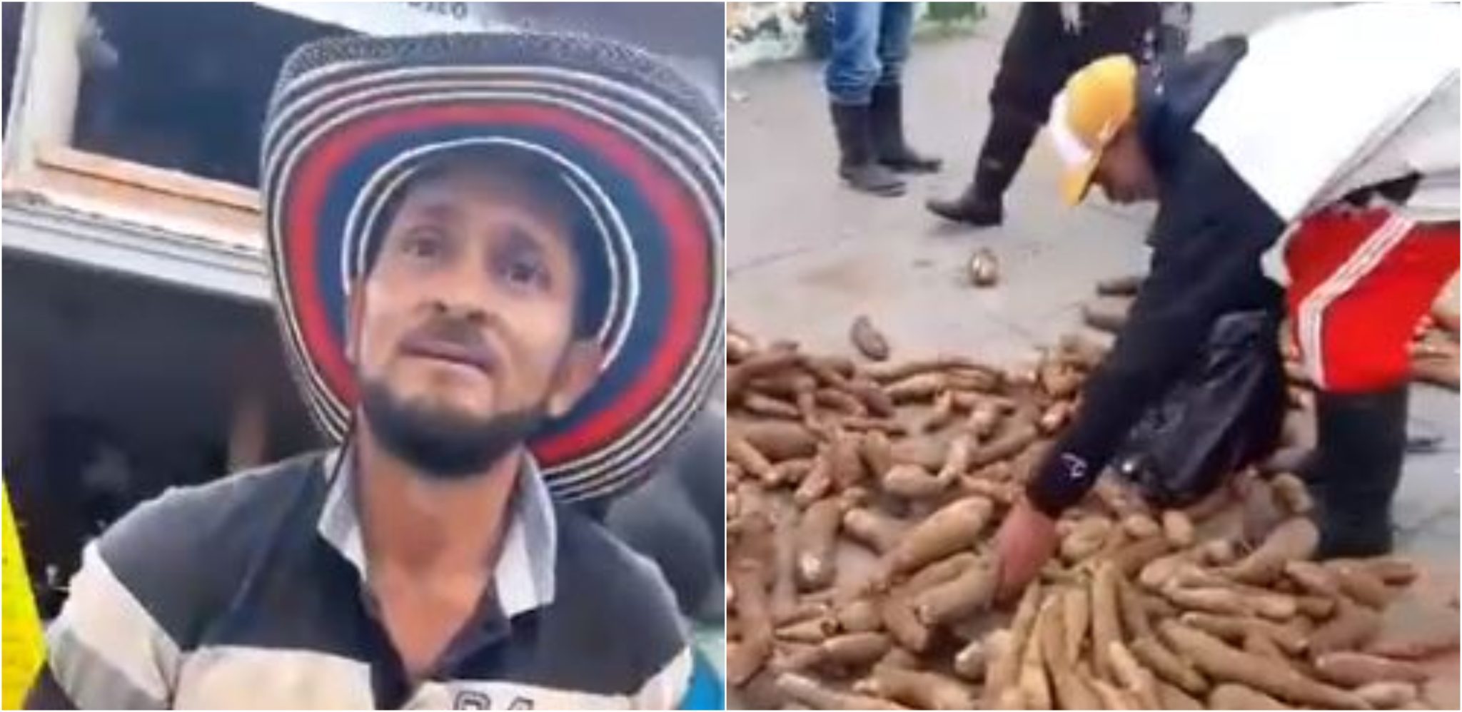 [Video] Campesino prefirió regalar la yuca que cultiva porque no se la compraban