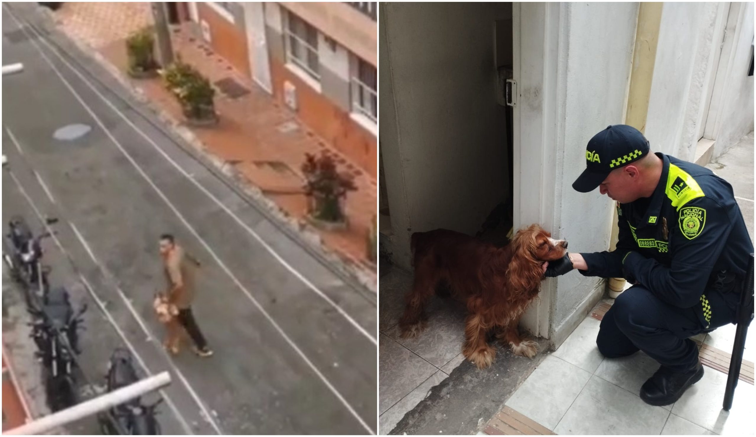 [Video] Nuevo caso de maltrato animal fue atendido por la Policía