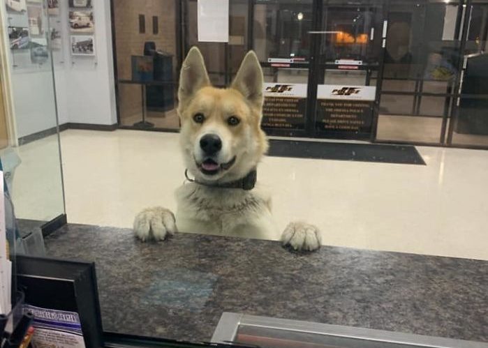 Un perro entra a la estación de Policía de Texas para reportar su pérdida