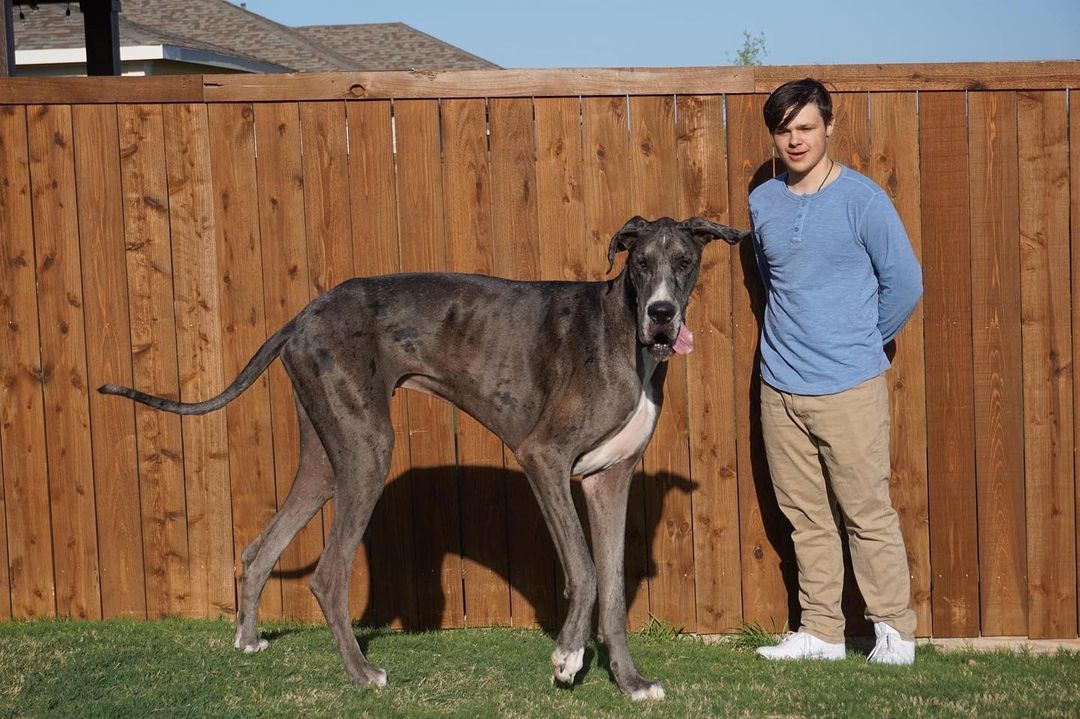 Zeus, el perro más alto del mundo, murió por terrible enfermedad