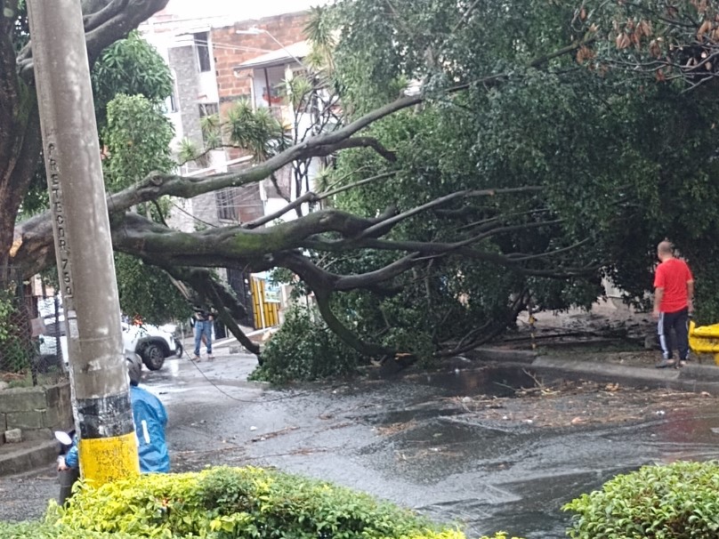 caída de árbol tras aguacero en Medellín 