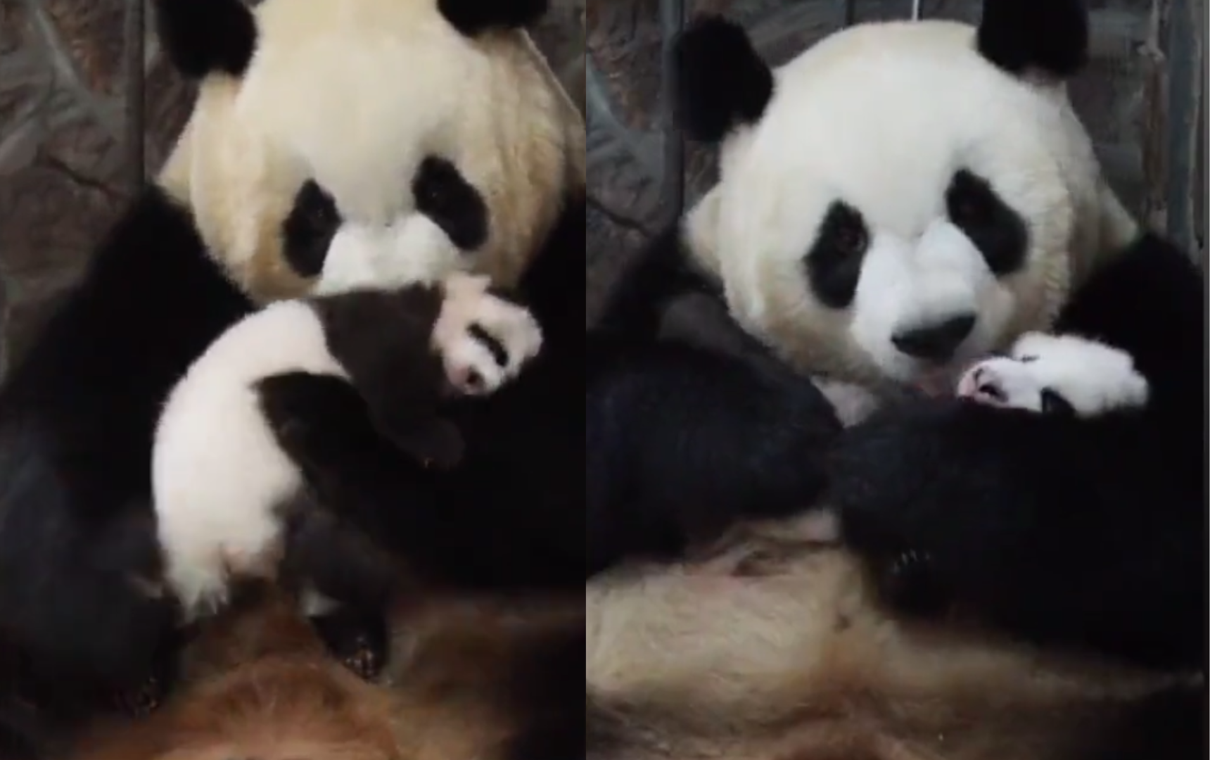 [Video] ¡Hermoso! Así reaccionó una mamá panda al volver a ver a su bebé