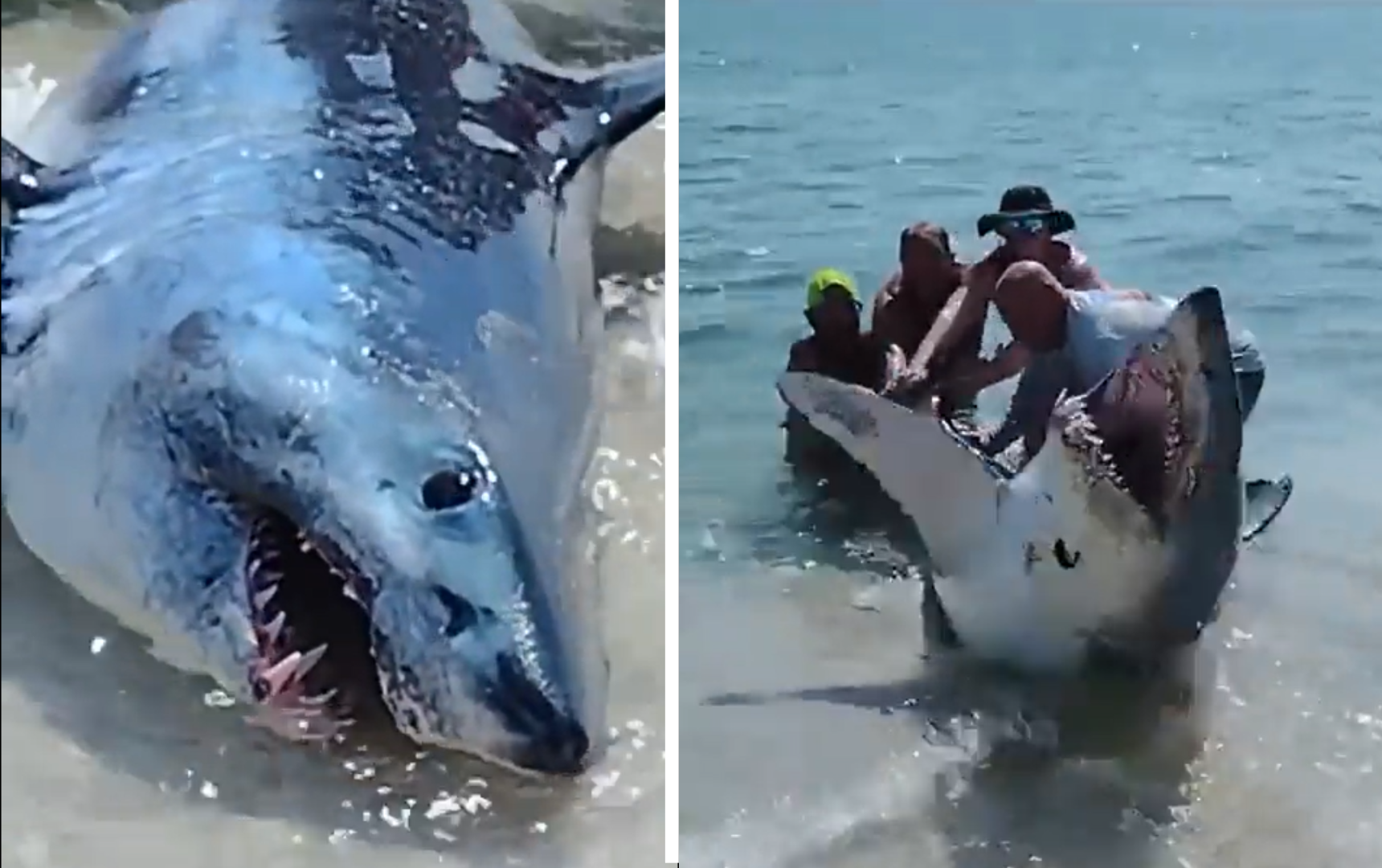 [Video] Turistas rescataron a tiburón que quedó anclado en una playa