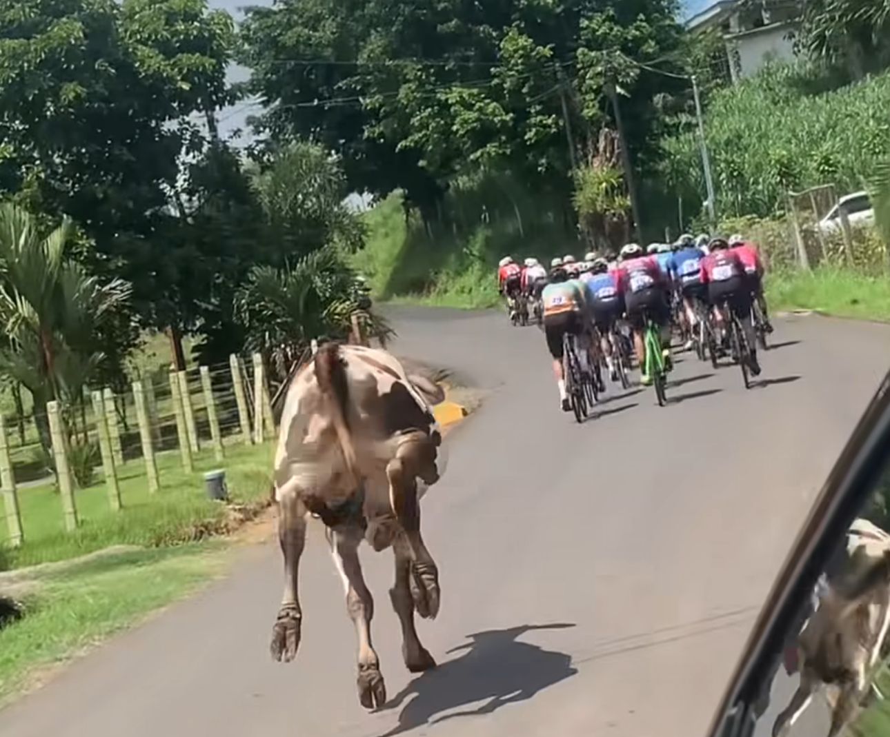 [Video] ¡Pasos de gigante! Una vaca se unió a carrera de ciclistas