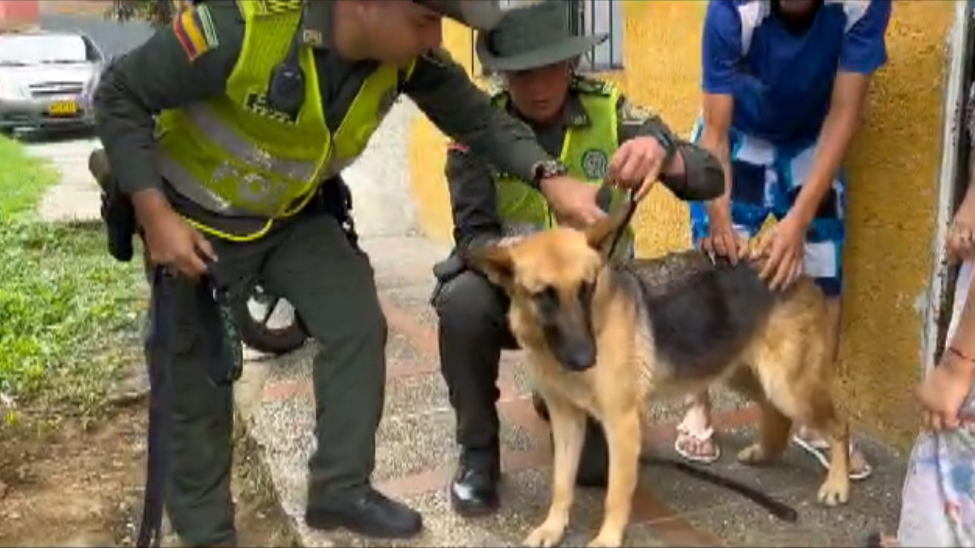 Una mujer en Medellín cuidó y reunió a dos perritos perdidos con sus dueños
