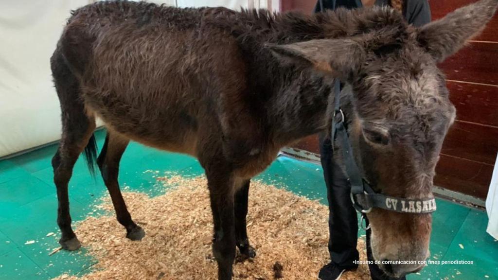 Un hombre fue condenado a 9 meses de prisión por maltrato animal