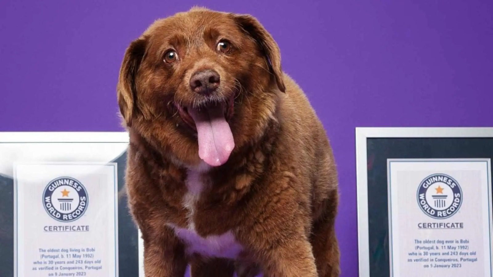 Murió Bobi, el perro más longevo del mundo; tenía 31 años