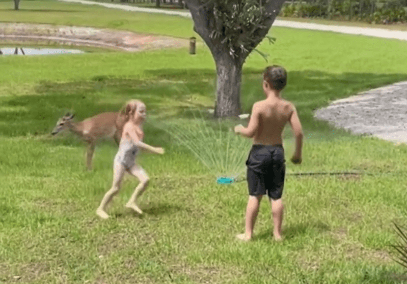 [Video] ¡Qué ternura! Un ciervo jugó con un grupo de niños