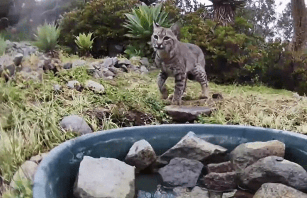 [Video] Una mujer instaló una fuente en su patio y se llevó una hermosa sorpresa