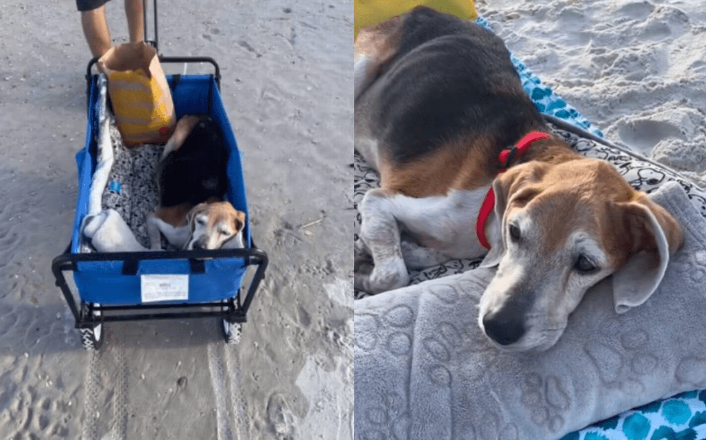 [Video] ¡Conmovedor! Llevaron a este perrito a la playa para que viviera sus últimos días