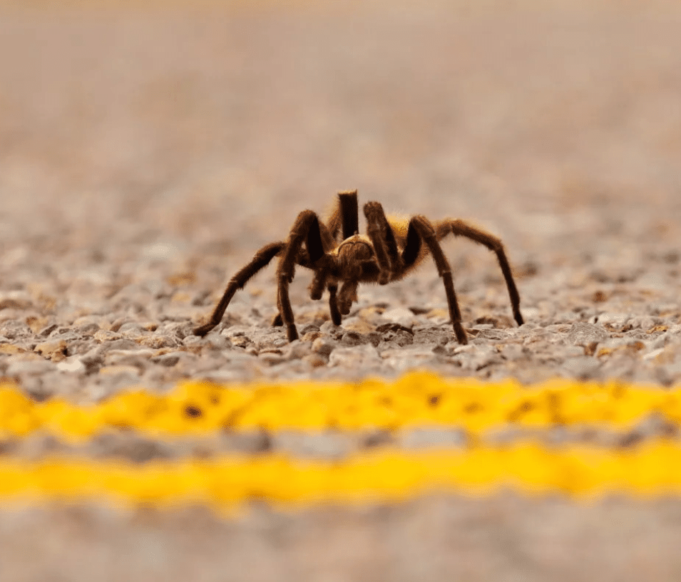 Una araña causó un grave accidente de tránsito