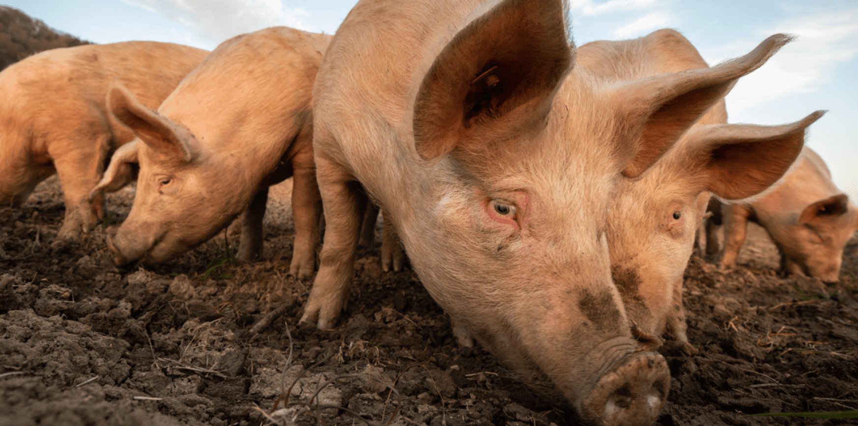 Alerta por brote de gripa porcina en Reino Unido, ¿podría llegar a América Latina?