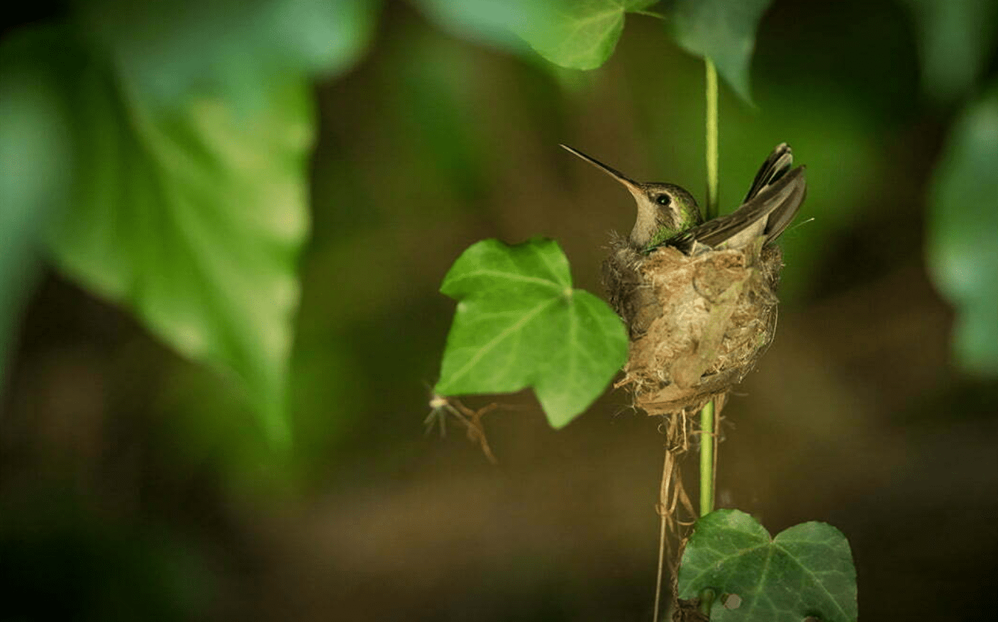 [Video] ¡Hermoso! Un joven se hizo amigo de un colibrí que construyó un nido en su ventana