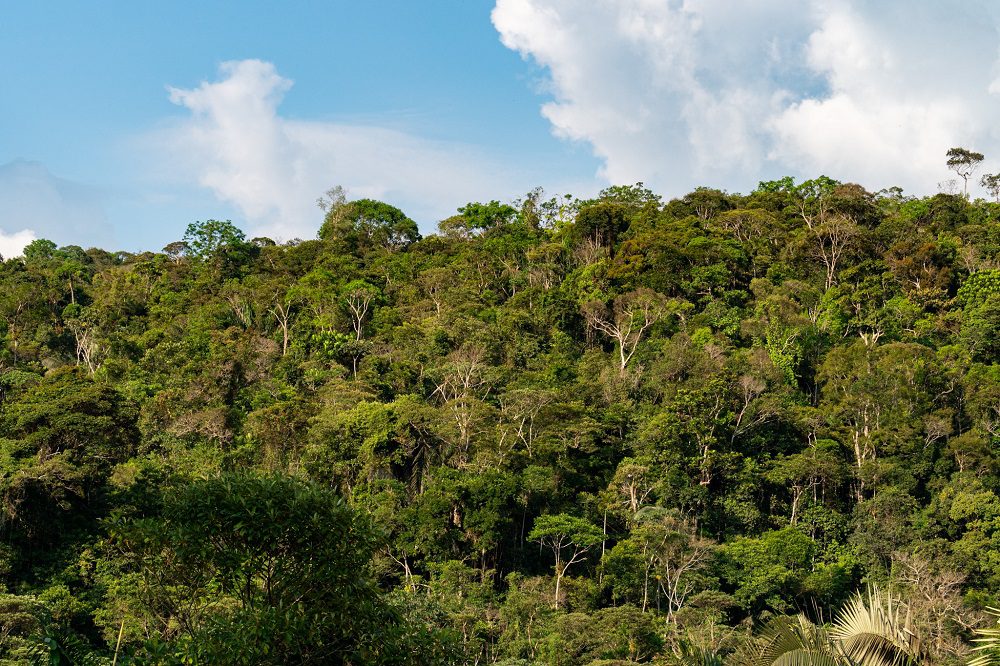 Gobierno Nacional dará incentivos económicos para quienes conserven la selva y los bosques