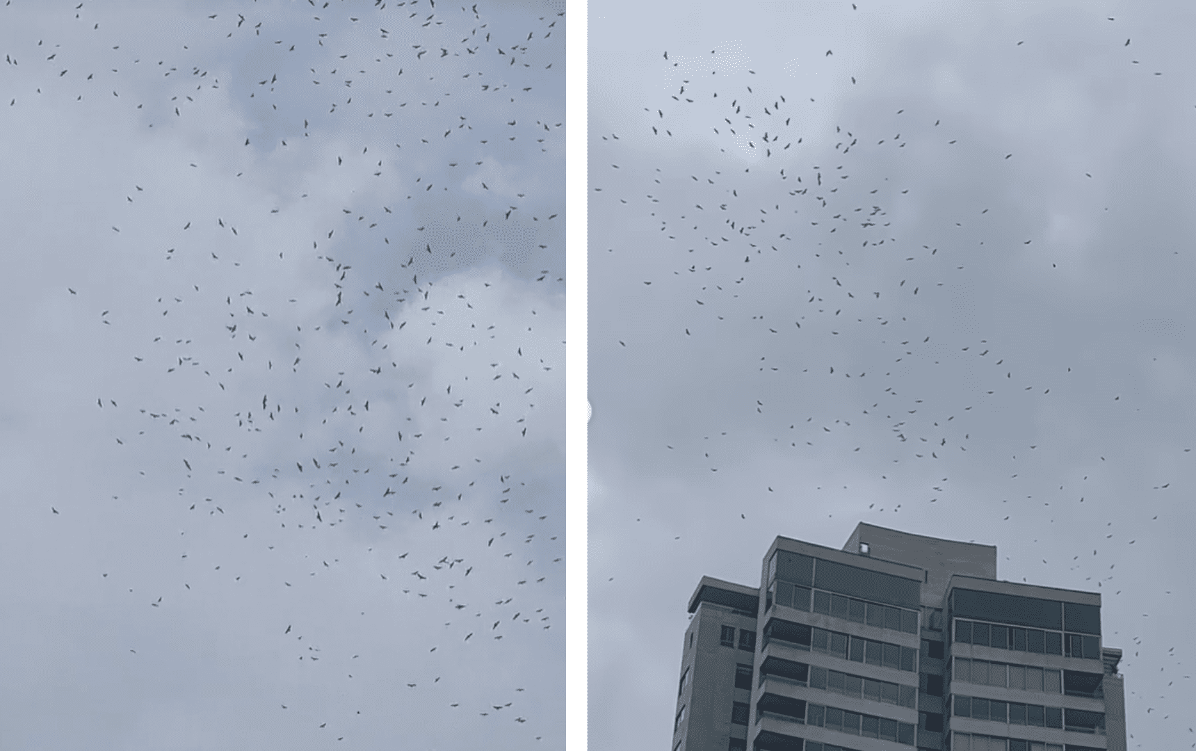 [Video] ¡Espectacular! Así fue la migración de aves rapaces que pasó por Medellín