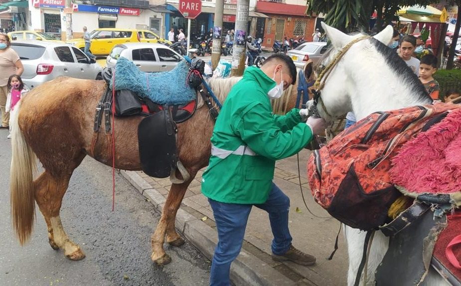 Concejo pone fin al alquiler de caballos en parques de Medellín