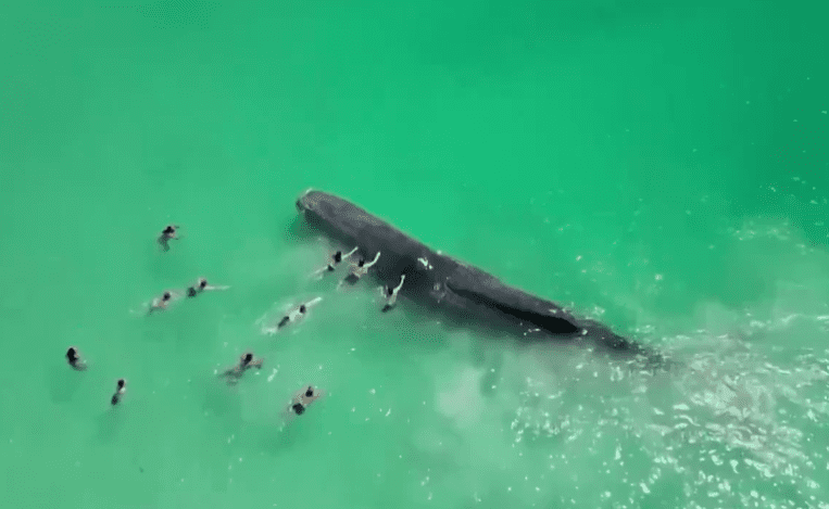 [Video] Turistas pudieron nadar con una ballena en sus últimos momentos de vida