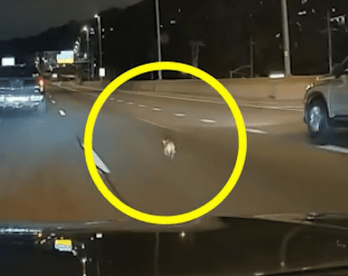 [Video] Un chihuahua causó gran caos en una importante autopista de Nueva York