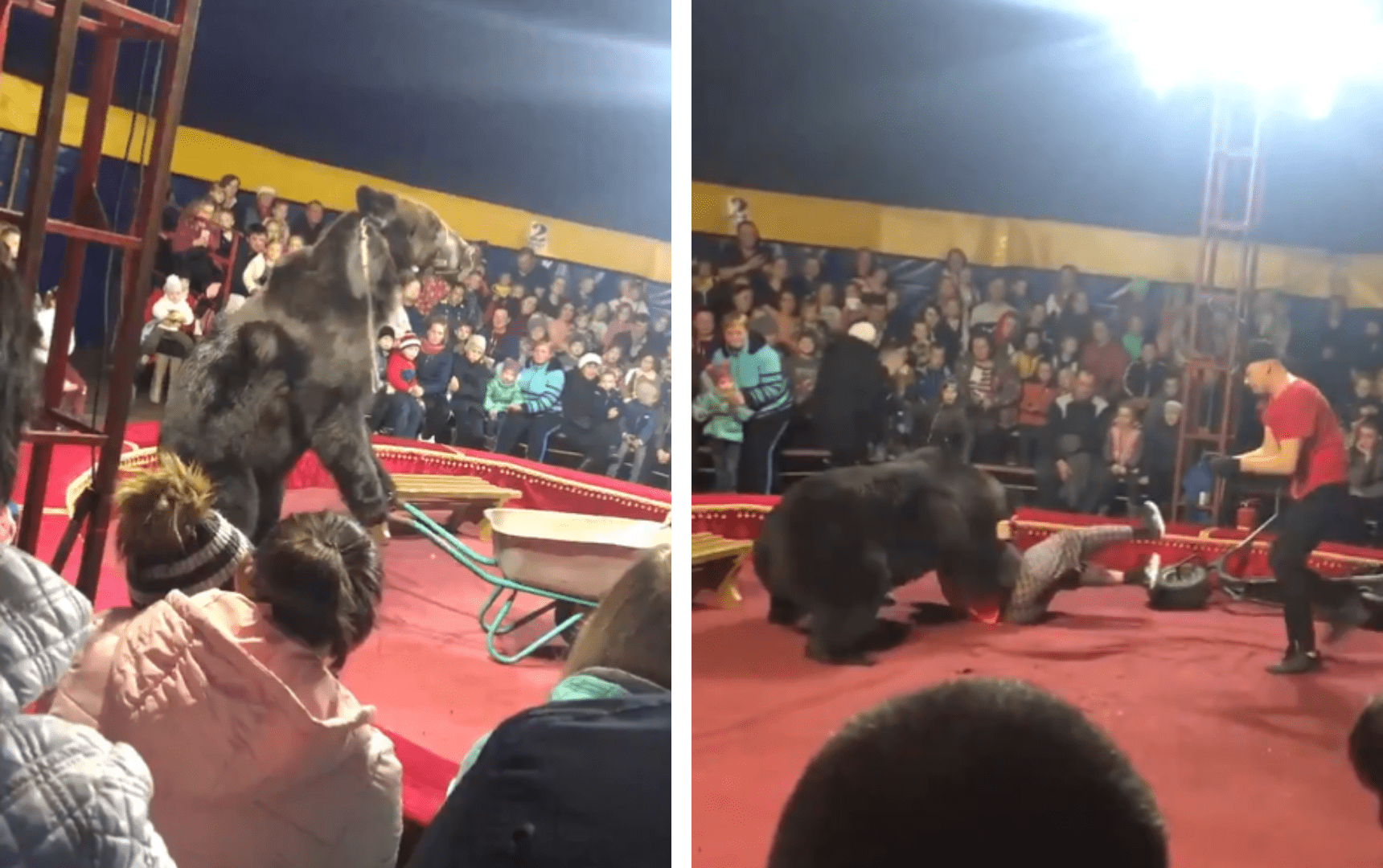 [Video] Oso atacó a su domador durante un show en un circo