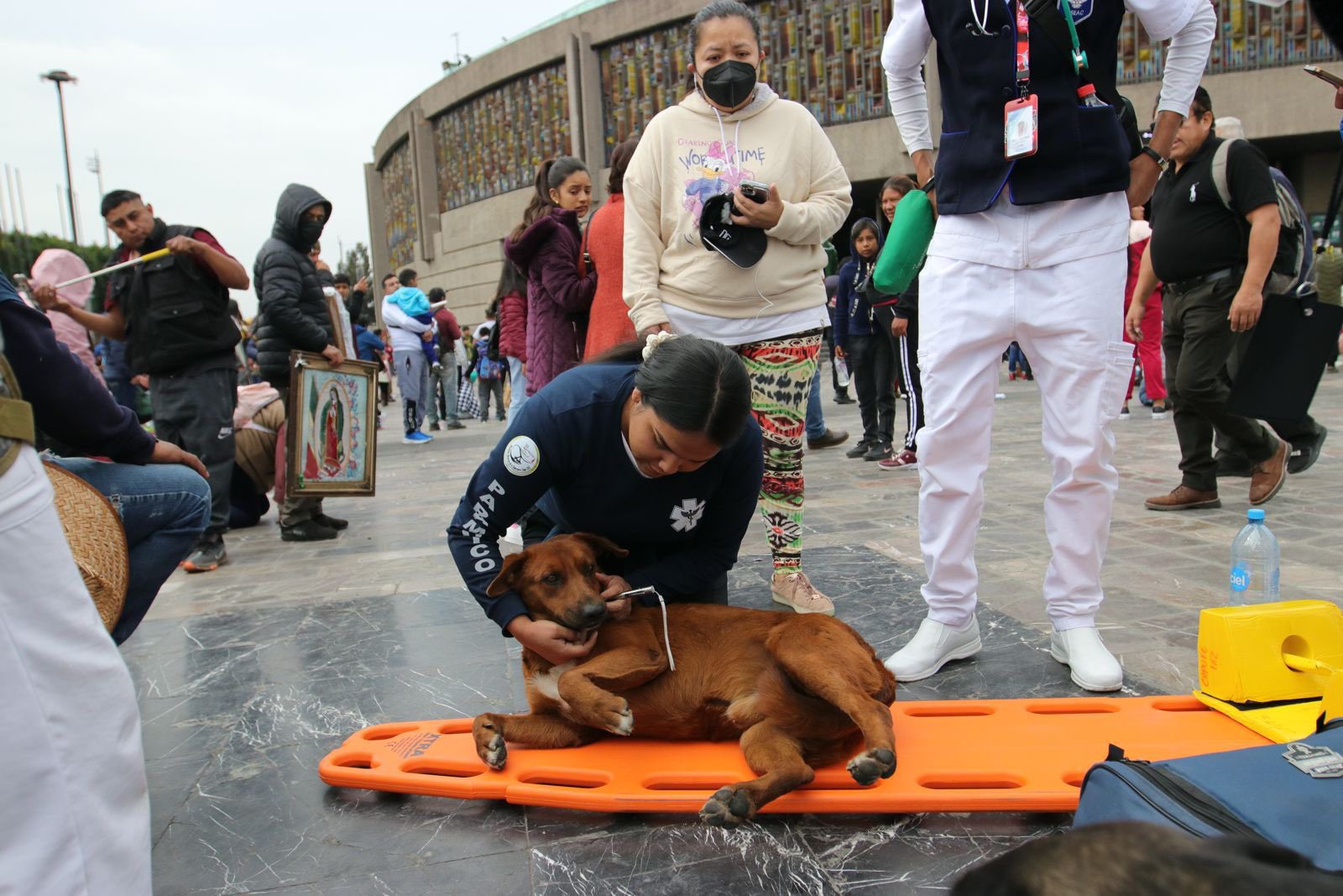 [Foto] Enfermeros atendieron a perrito que se desmayó en la Basílica de Guadalupe