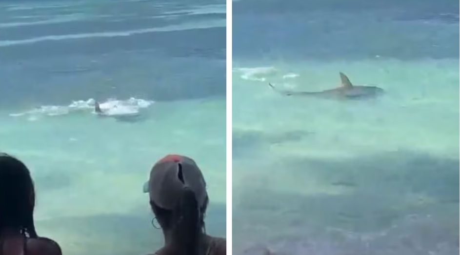 [Video] Tiburón llegó a una playa de San Andrés intentando cazar una