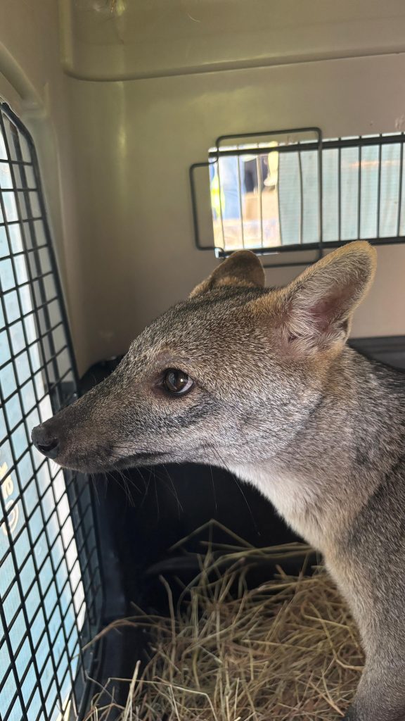 Así liberaron 80 especies de fauna silvestre a su hábitat natural