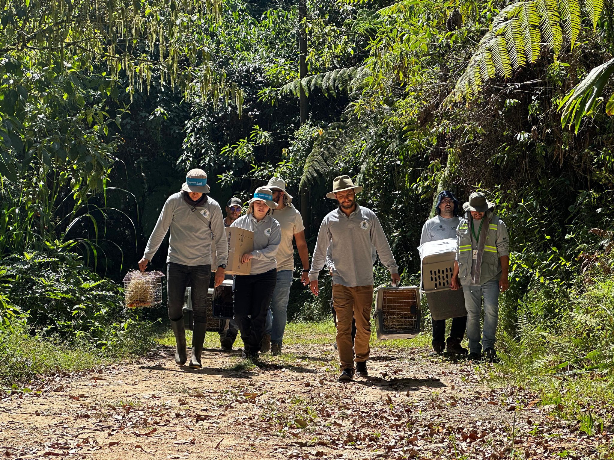 Así liberaron 80 especies de fauna silvestre a su hábitat natural