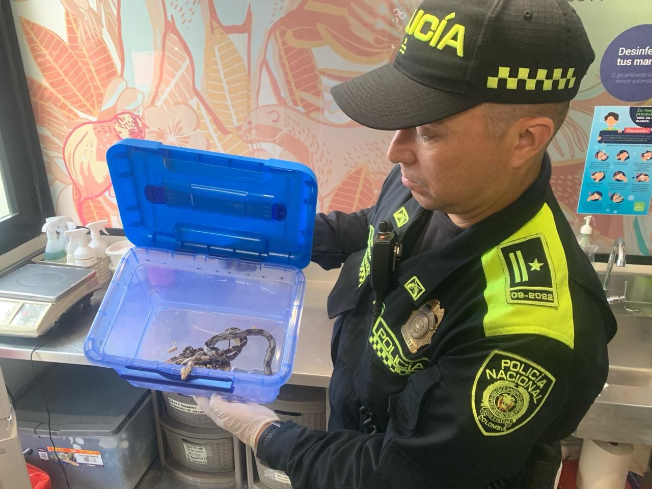 Autoridades incautan varias serpientes y otros reptiles que eran vendidos en Bello