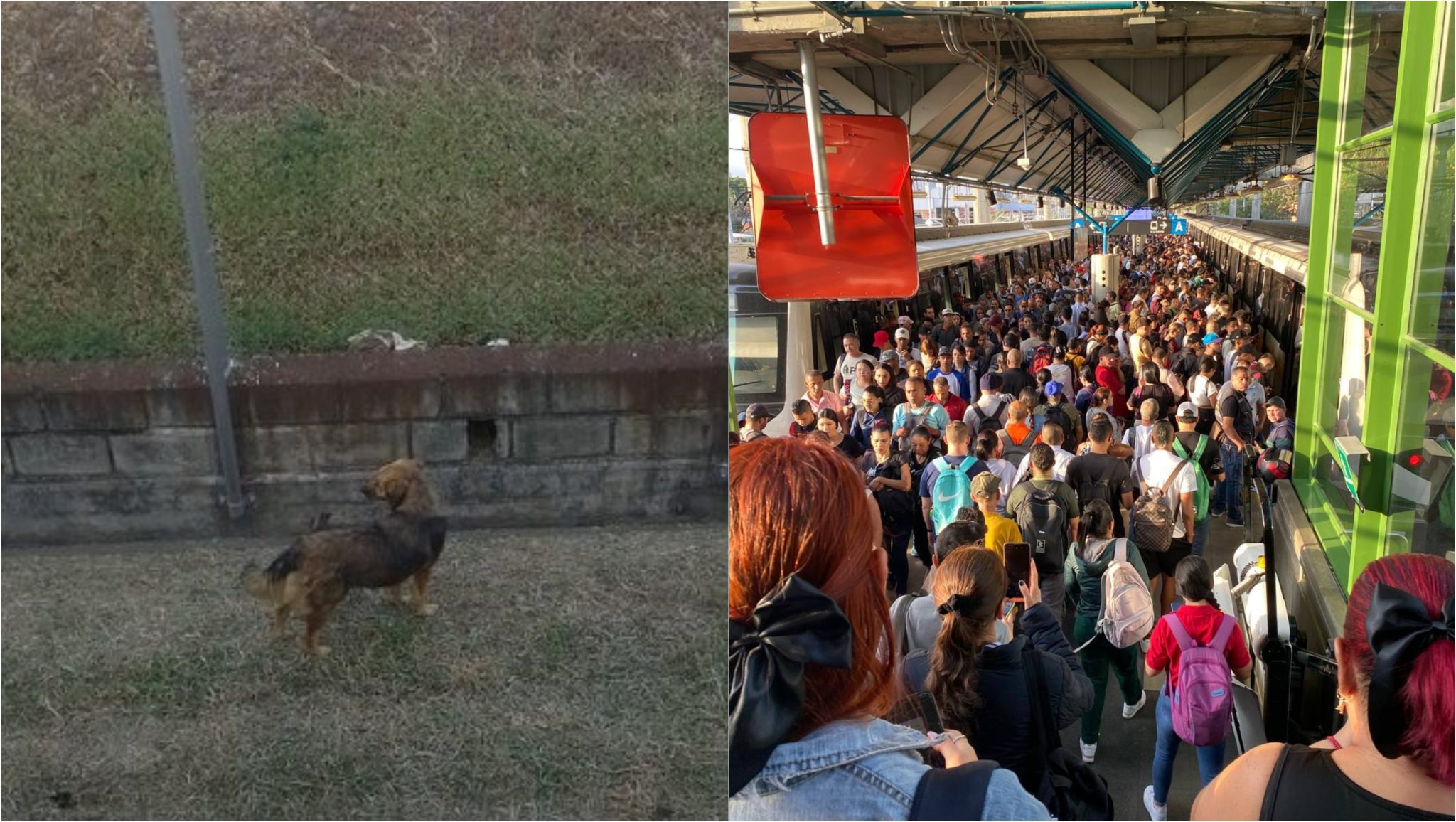 [Video] Por un perro en la vía férrea, el Metro de Medellín presentó retrasos