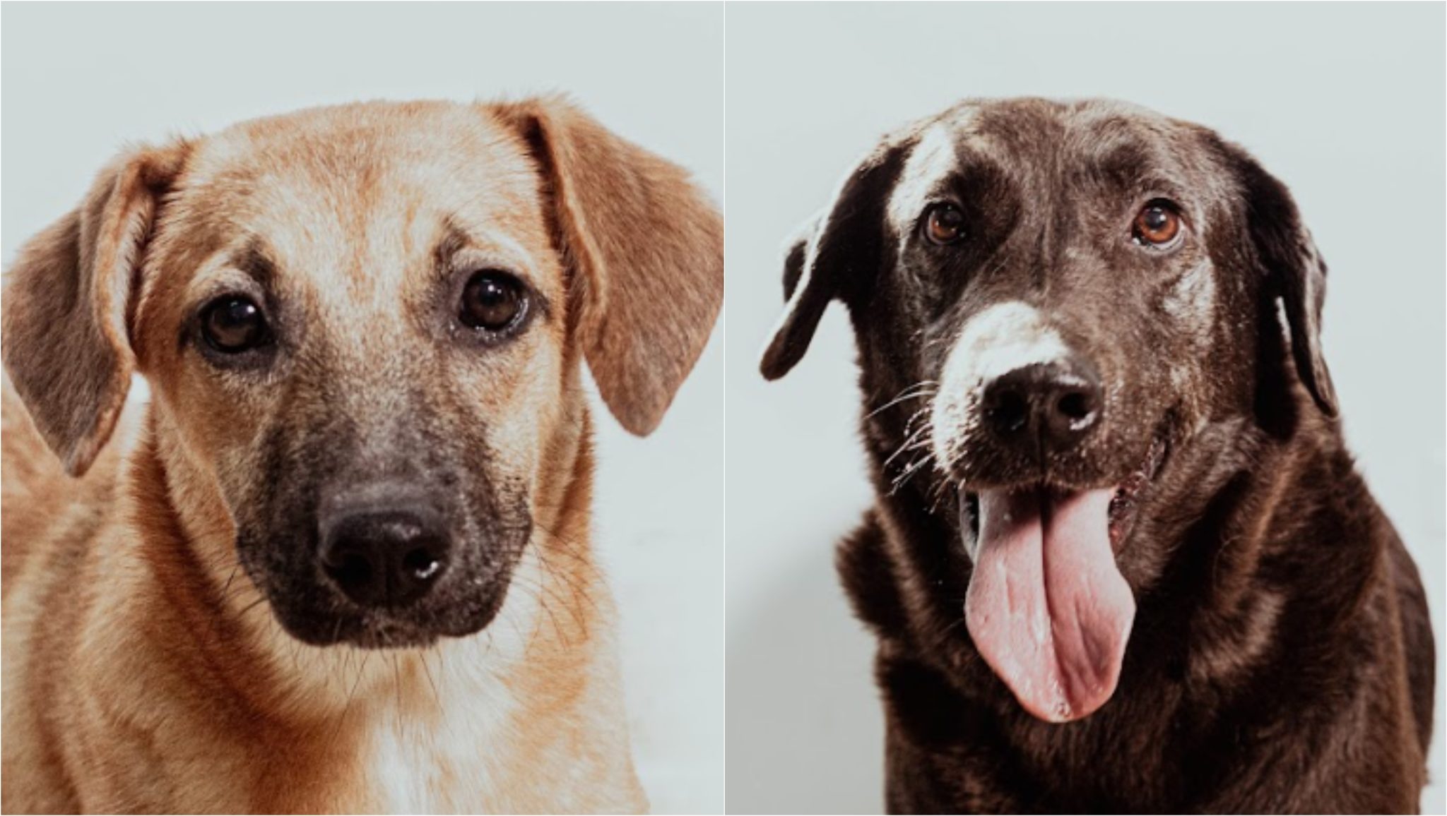 ¡Anímese! Habrá jornada de adopción de mascotas del Centro de Bienestar La Perla en El Poblado