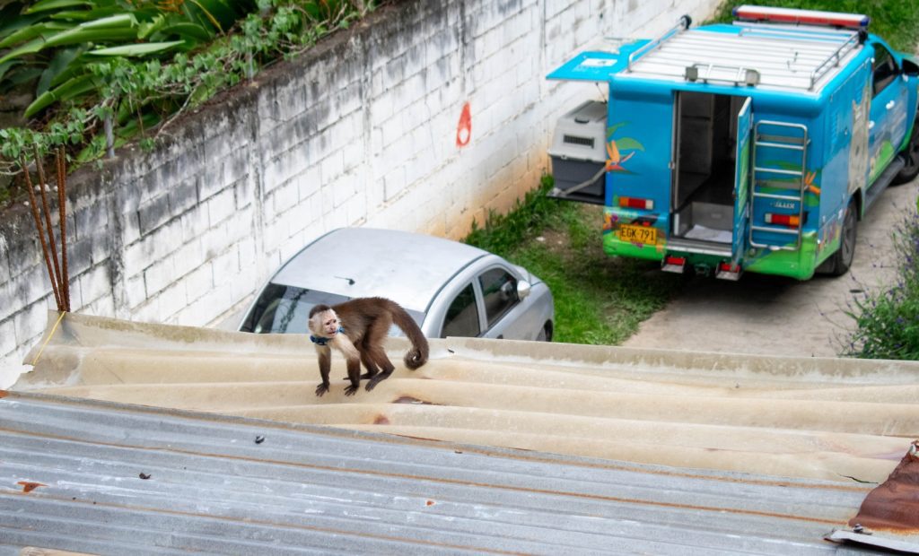 Así fue el rescate a un mono capuchino en una casa en Barbosa