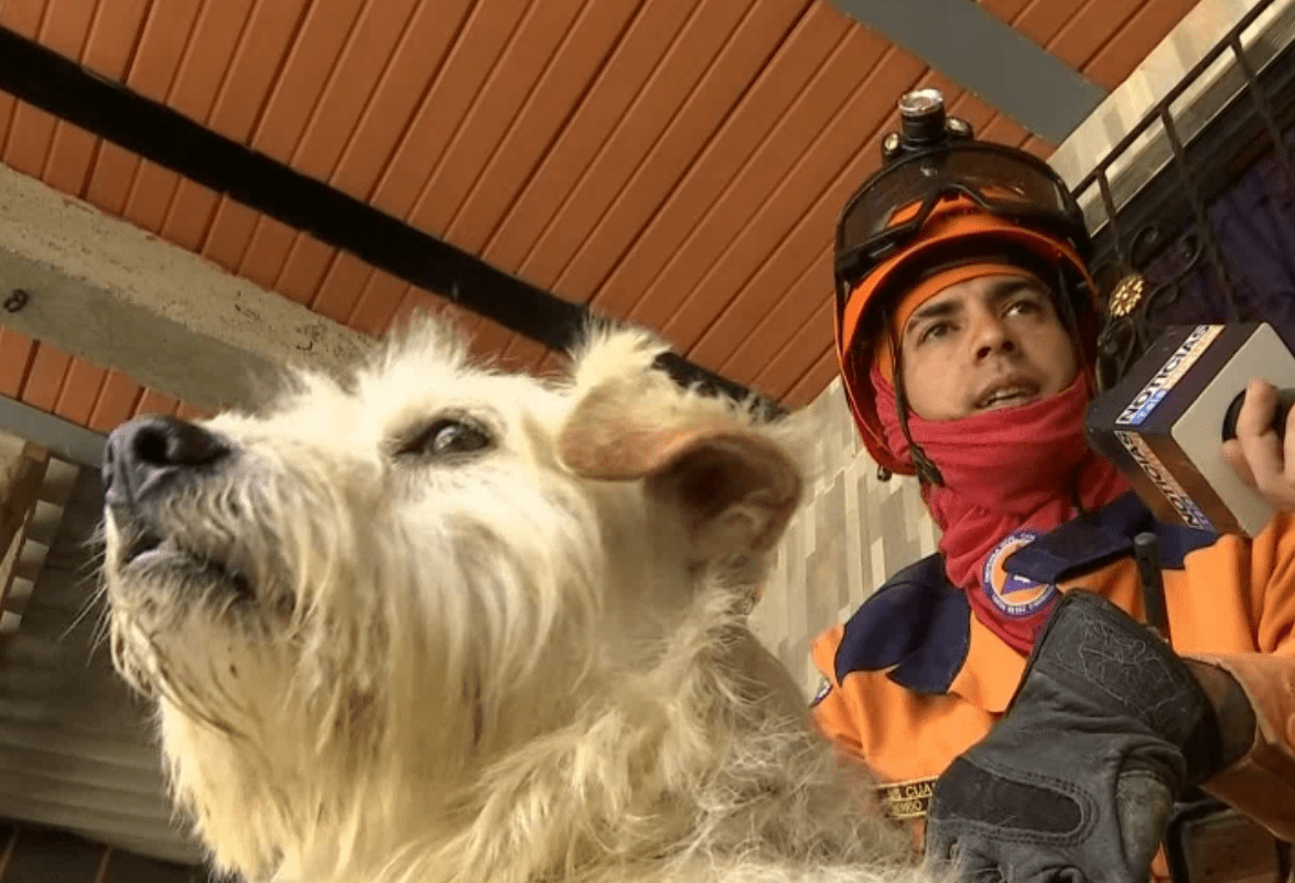 Así fue el rescate de Barbas, un perro perdido que volvió a los brazos de su dueño en Montebello